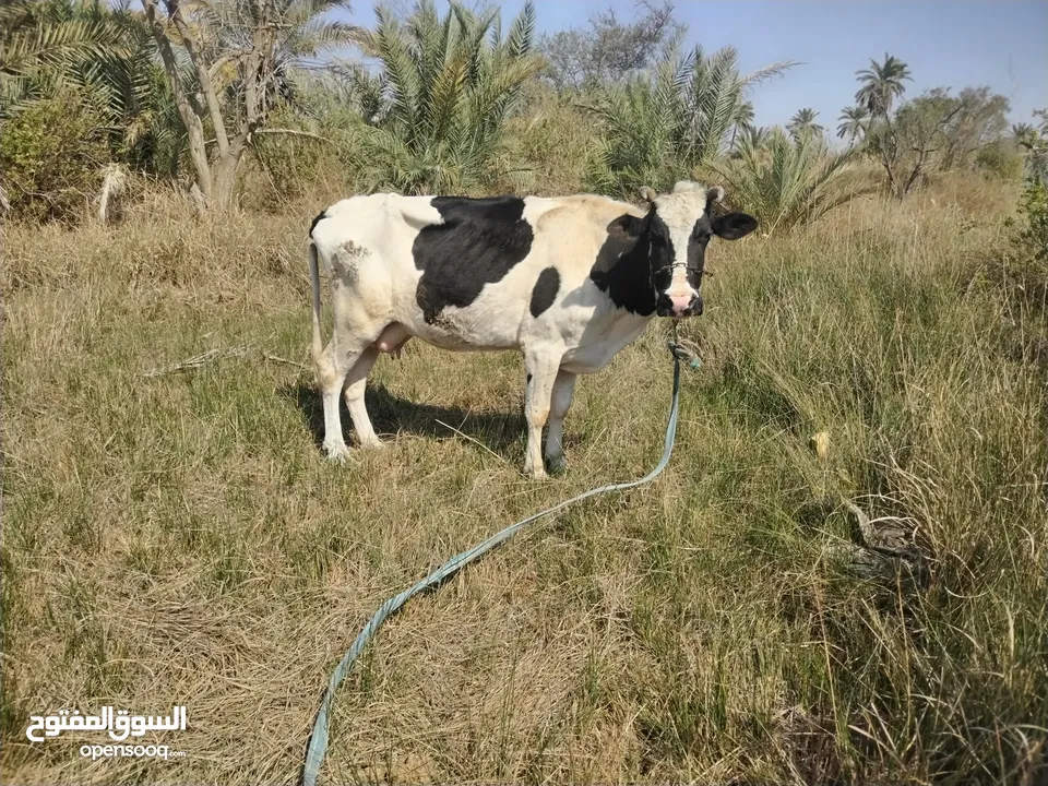 السلام عليكم هايشه للبيع 2 بطن مكاني البصره ابو صخير