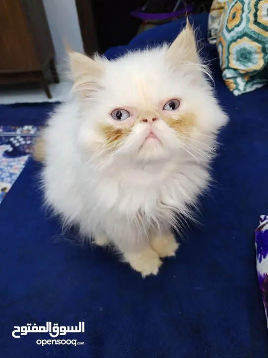 قطط هيمالايا بيور