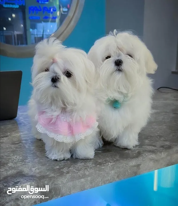 مني بيكنواه Xs الحجم القصير بيور