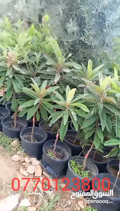 جميع انواع الاشجار الزينه والمثمره بأفضل الاسعار