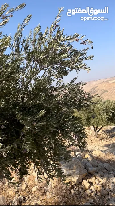 للبيع مزرعة في قرية الرميمين