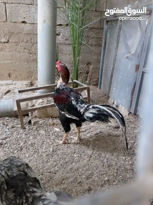 ديك وجاجه باكستاني للبيع
