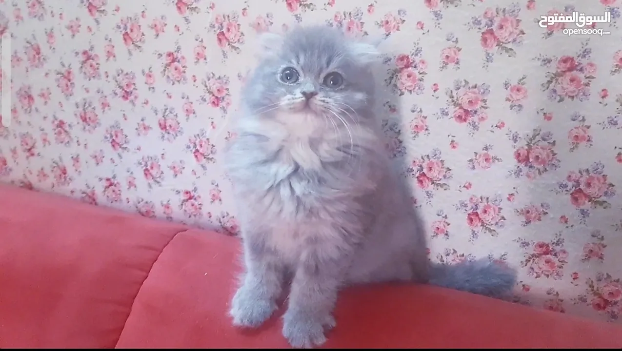 male scottish fold longhair ذكر سكوتش فولد مستوى