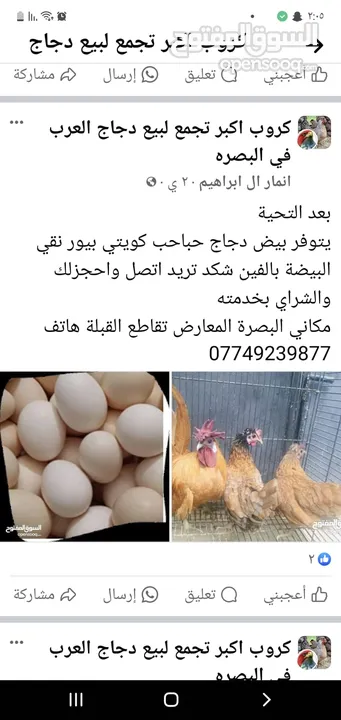 بيض دجاج حباحب اصلي