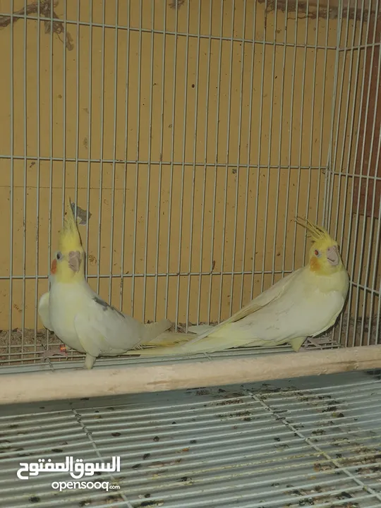 زوج كوكتيل لاتينو الذكر فراشه