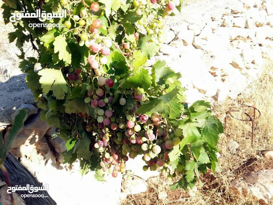 مزرعة في جرش للبيع من المالك مباشرة