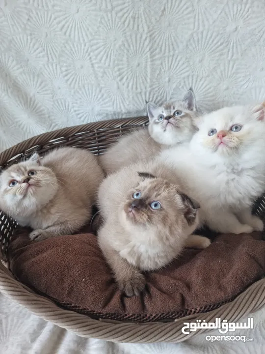 سكوتش و بريتش Scottish fold and British