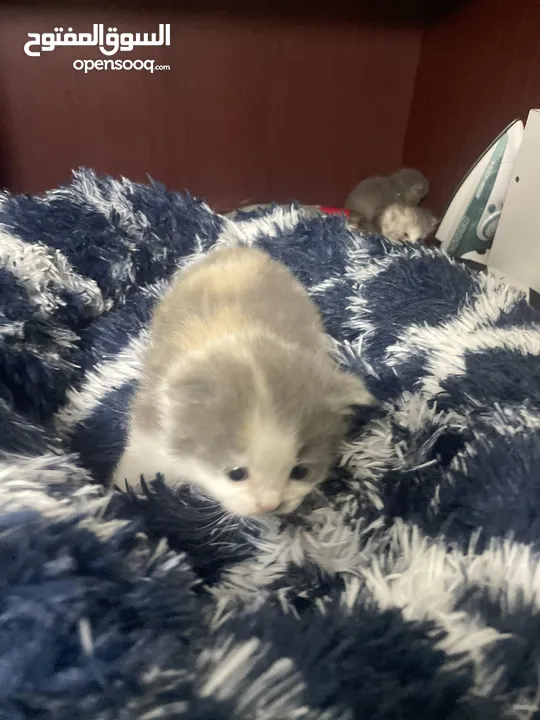 50days Ragdoll mix with Persian