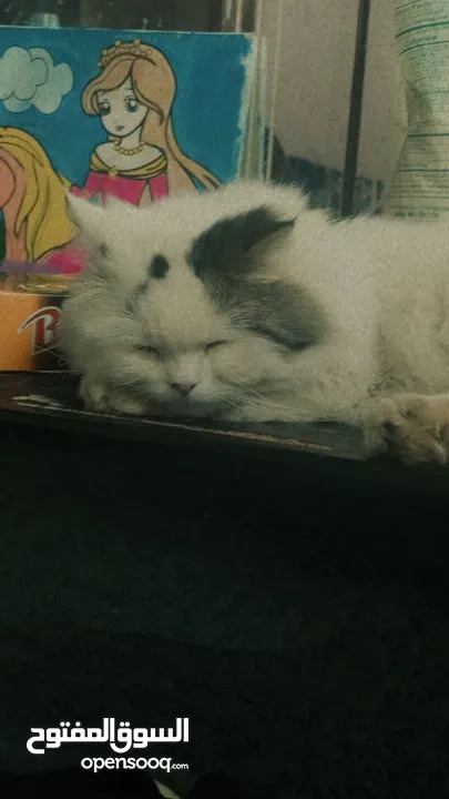 Persian male cat