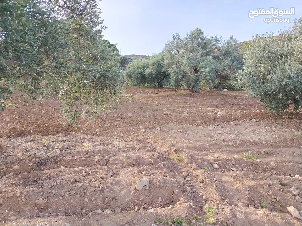 مزرعة زيتون ملوكية اطلالة ع الغرب و جبال فلسطين ع ثلاث شوراع قرب شارع الستين ثغرة السلطان