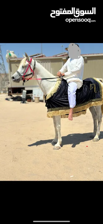 حصان اصفر مصري