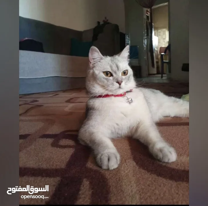 سكوتش ستريت انثى معقمه