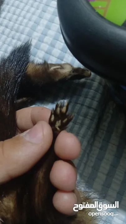 حيوان mink محنط الحيوان نادر