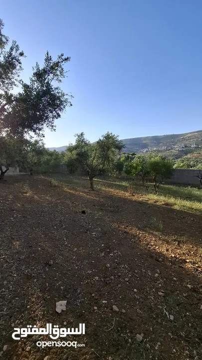 مزرعة وشاليه في جرش