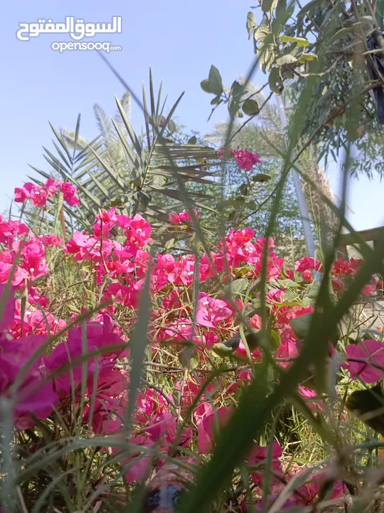 بيت نص دونم زراعي في خور الزبير