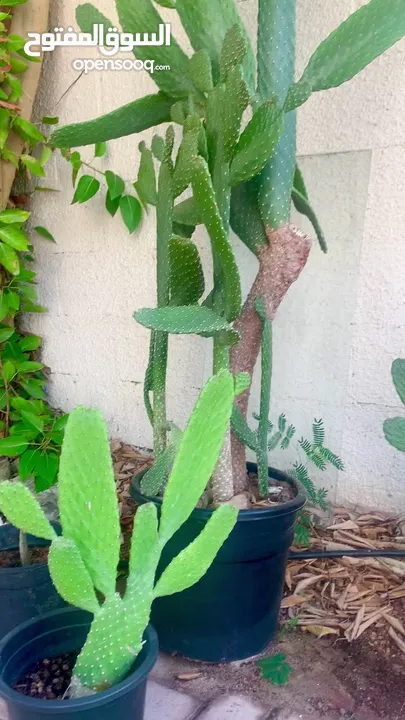 Cactus plant-Opontia Plant and Aloe vera