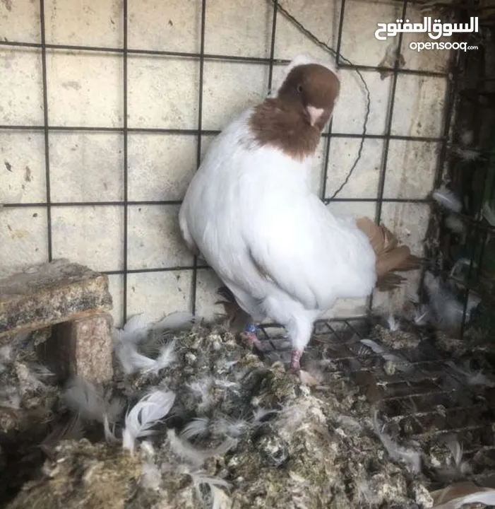 حمام نخب الماني جواز وفردات