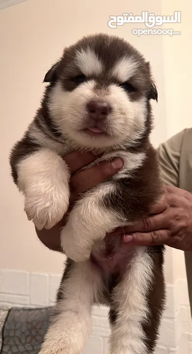 Alaskan Malamute  giant 25 days for reservation