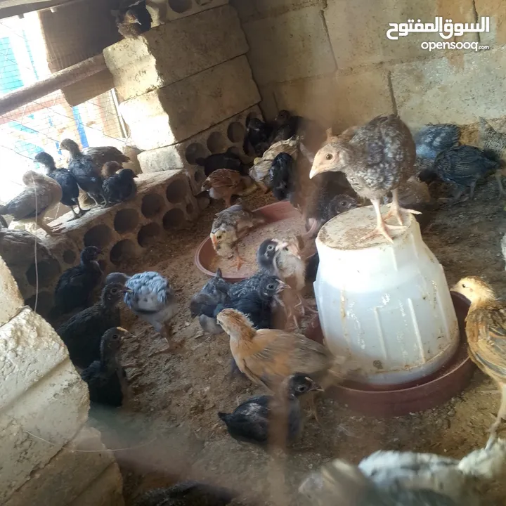 فرخات بلدي