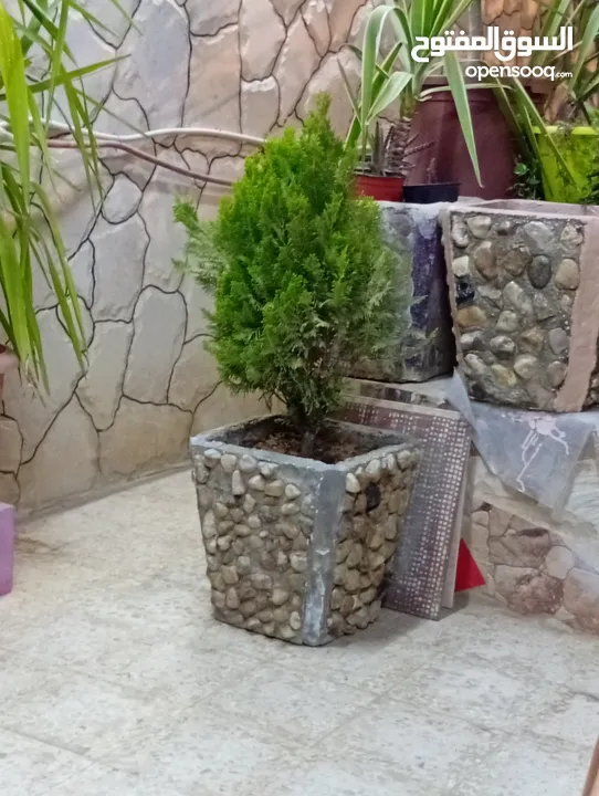 احواض زريعه اسمنتيه قابله للبدل على طيور
