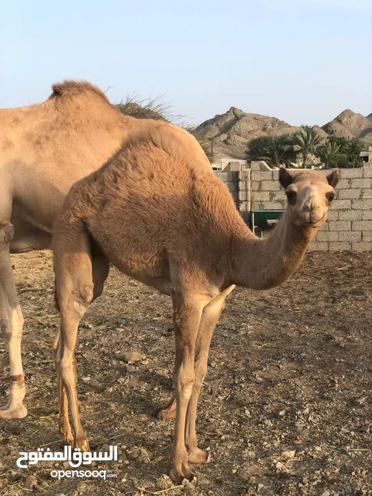 للبيع ناقه تحتها بكره سمين ماشاءالله