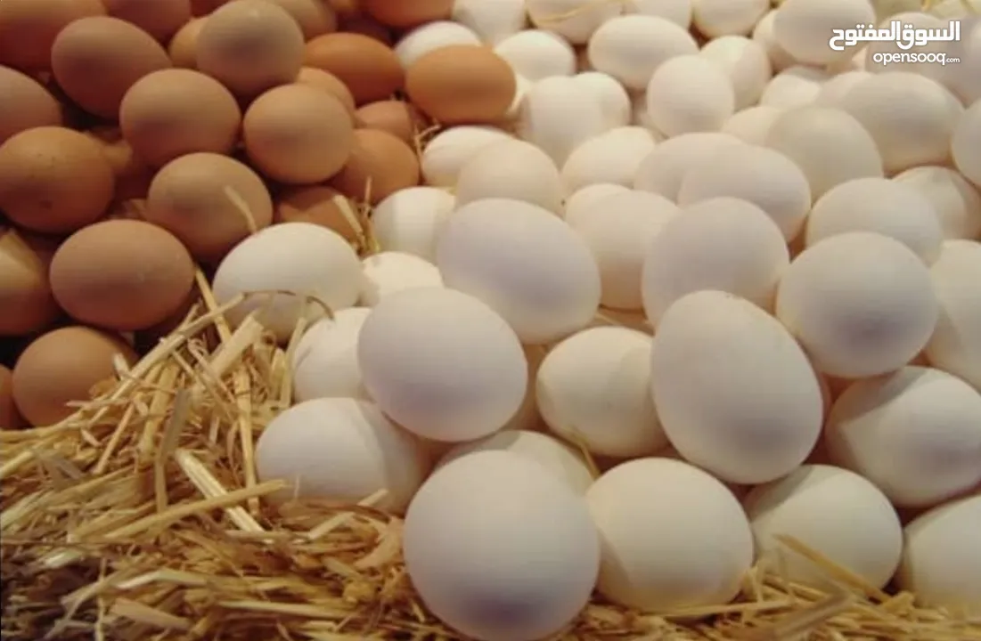 بيع  بيض  ابيض