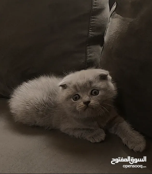 أنثى سكوتش فولد