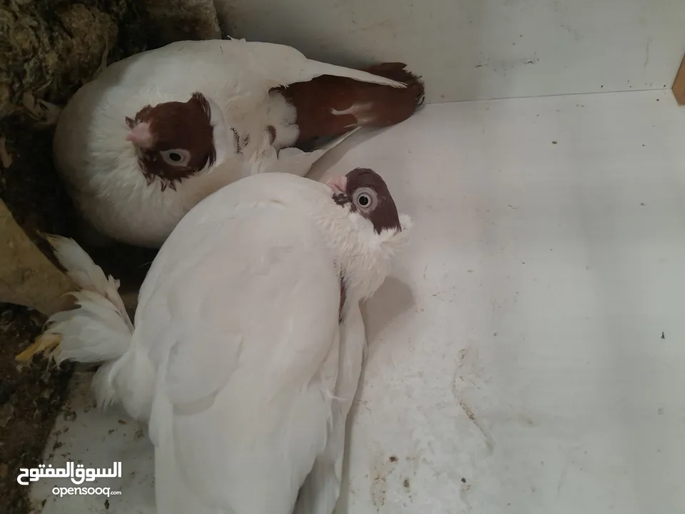 متاح  جواز  حمام الماني  كلو شغال جوز بلوني احمر تحته بيض وطيره مزهوراي حمره مع فرخها  وطيره مسوداي
