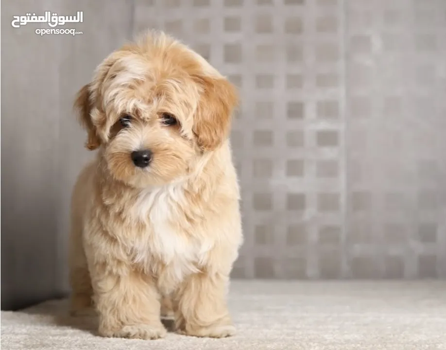 Maltipoo  جراء مالتيبو