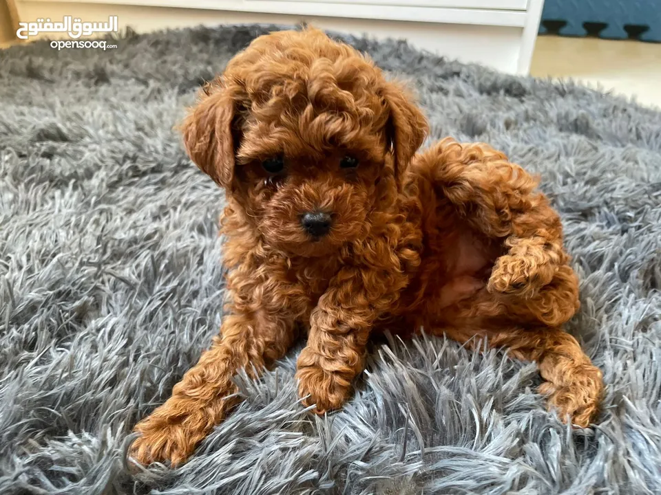 Toy Poodle