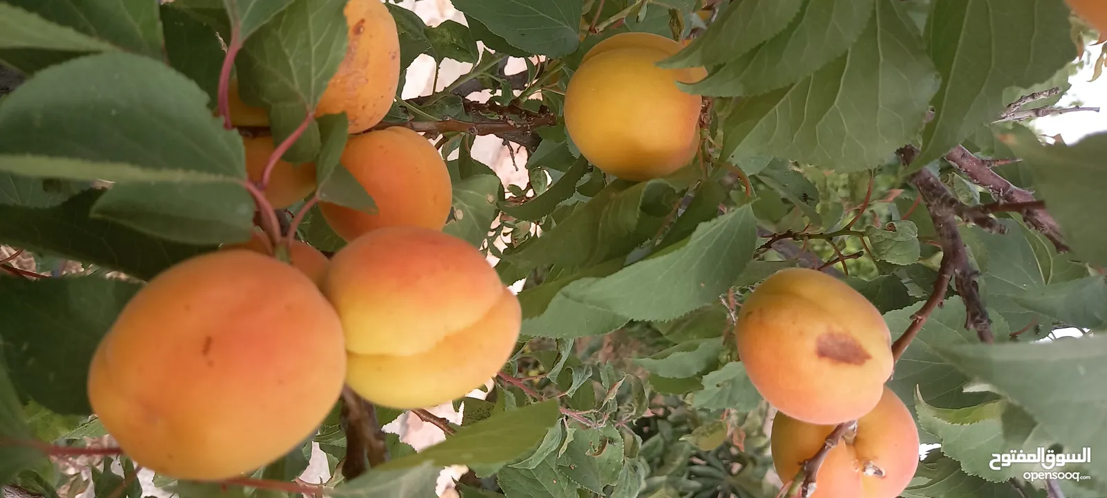 مزرعة وفلة للبيع بموقع ممتاز