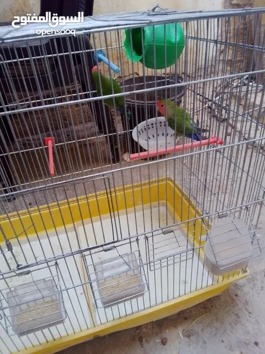 جوز روز مرتبات
