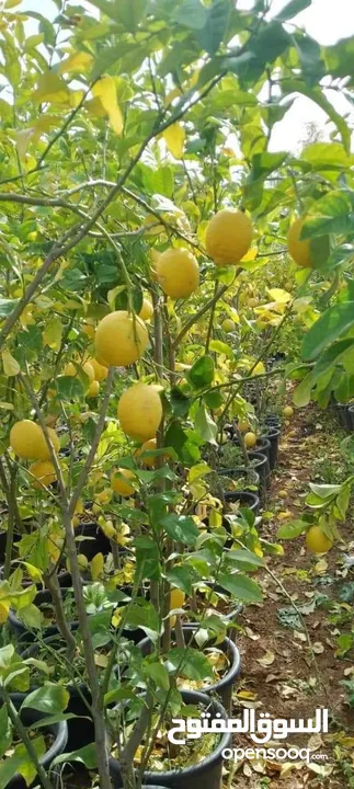 الأشجار المثمرة وأشجار الزينة هي الخيار الأمثل لمن يسعى إلى طبيعة خلابة ومحاصيل غنية!