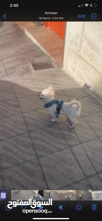 كلبة نوع لولو فوكس مكس مع سبيتز