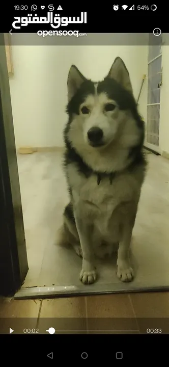 Husky dog for adoption