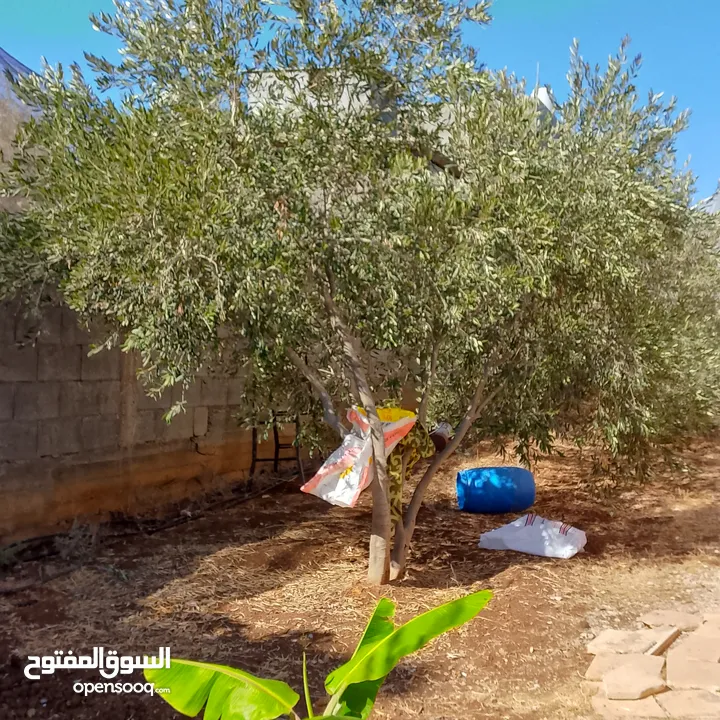 منزل للبيع