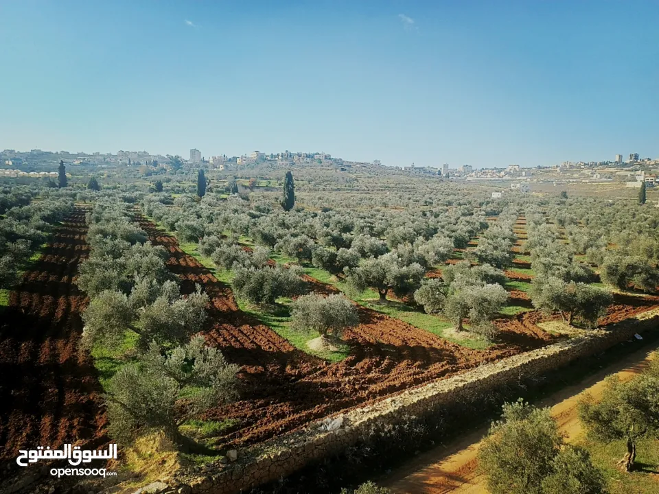 الارض والبيت المستقل للبيع زباين الكاش سعر حرق الارض والبيت المستقل للبيع في دورا  سعرحرق