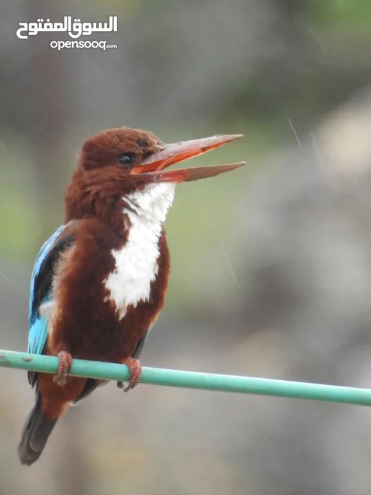 كاميرا زوم احترافي Nikon Coolpix p900 83x