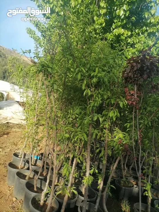 زراعة الحدائق