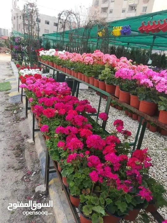 بعد إذن الإدارة  متوفر لدينا شجر زنزلخت الشماسي إيطالي أنثى ارتفاع من 180 سم إلى 250 سم سعر الشجره 6