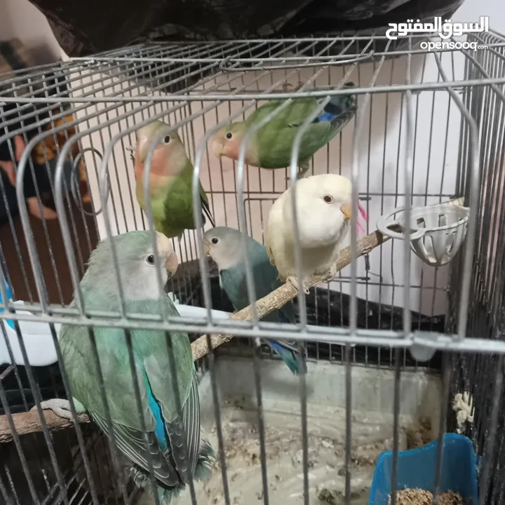 كوم روز للبيع او البدل