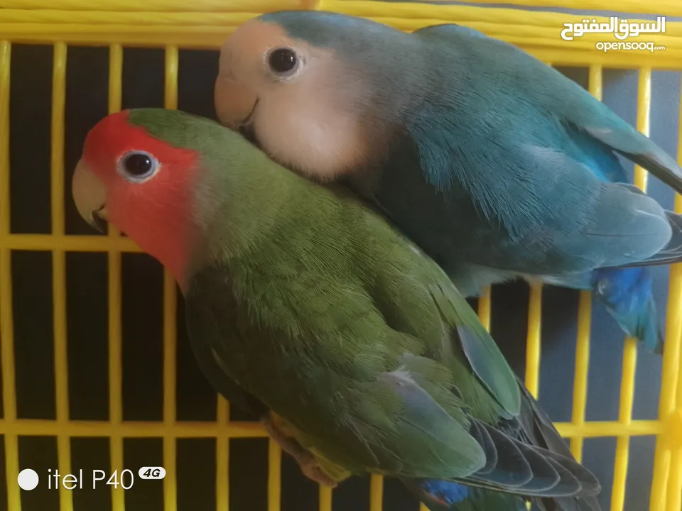 متاح جوز روز للبيع و جوز حب هوقو رومو فل وردات