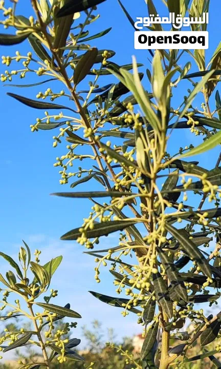 اجود انواع الز. يت العجلوني - (242782195) | السوق المفتوح