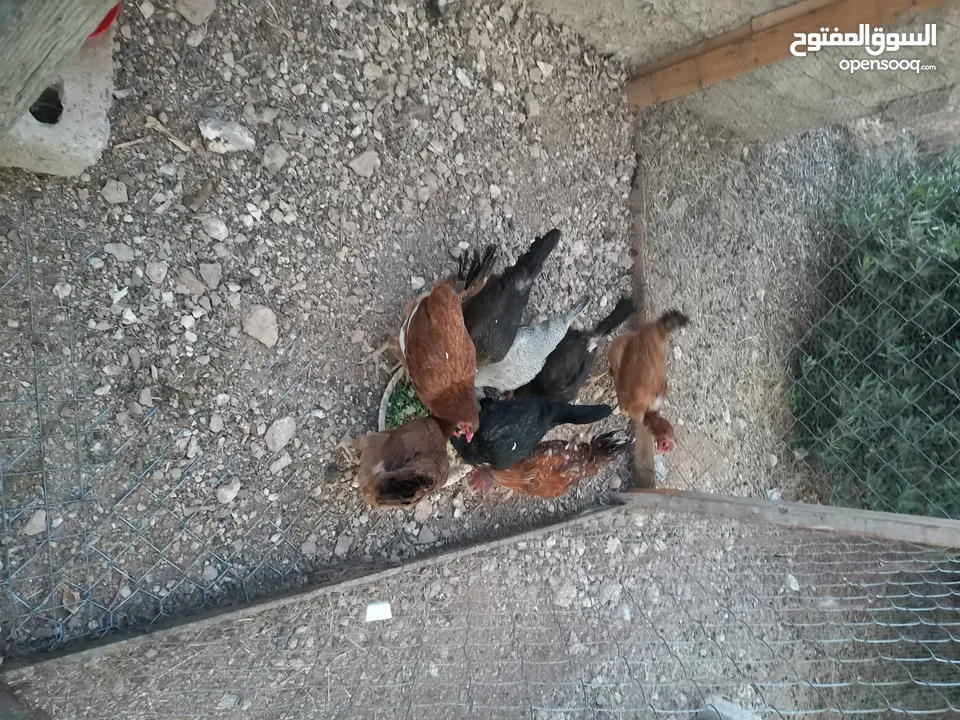 دجاج للبيع البزره القديمه