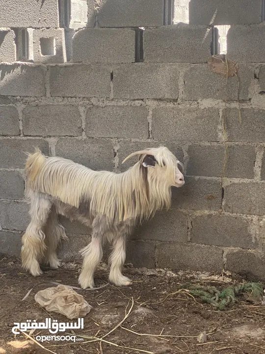 شاه حادر من حلال الرحوب