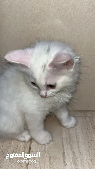 برتش مكس شيرازي