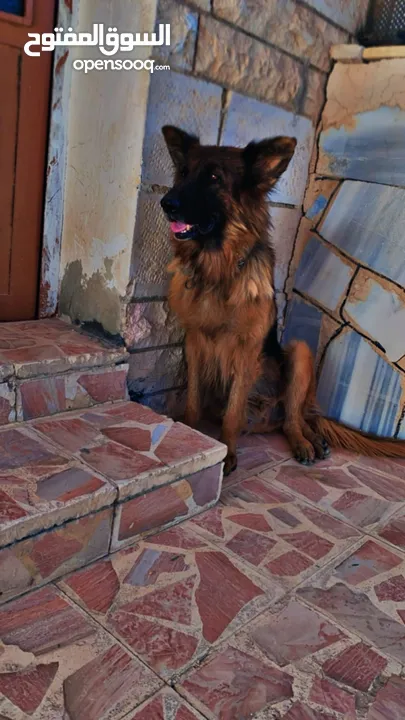 جيرمن شيبرد german shepherd