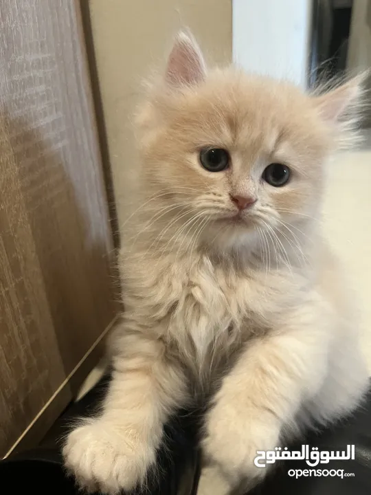 Kitten for Adoption - 2 Months - British Long Hair and Himalayan Cross