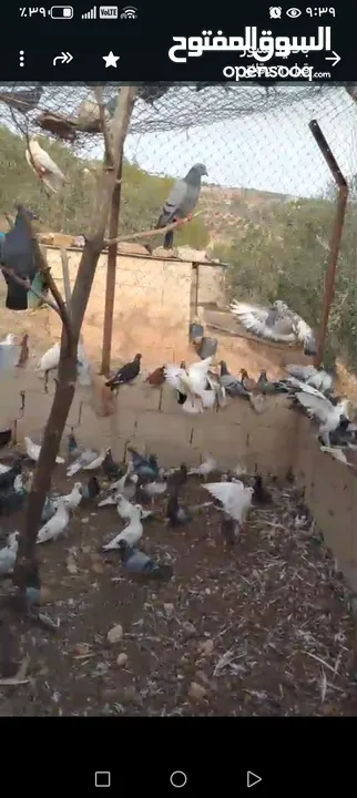 خم حمام بلدي بحدود 40 جوز صحه ونضافه واناقه
