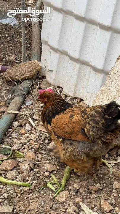 صيصان قطني وبراهمي للبيع